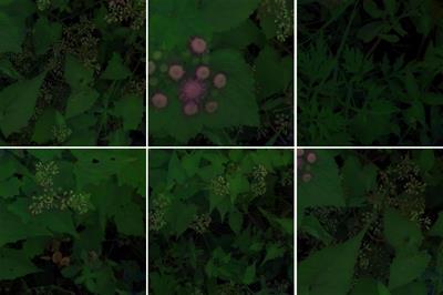 Hyperspectral Imaging for Identification of an Invasive Plant Mikania micrantha Kunth